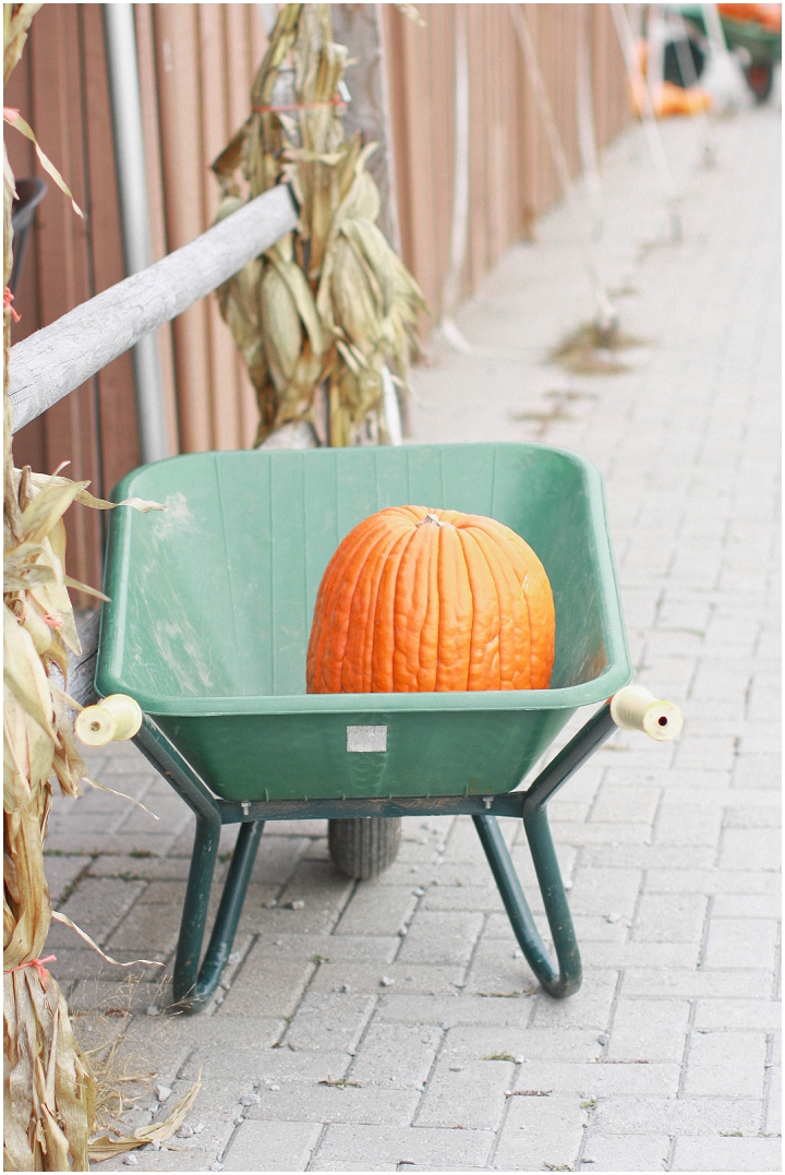 Pumpkin_Whittamores_Farm Whittamore Farm Fall Engagement