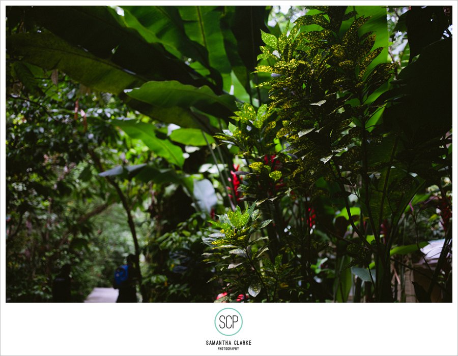 StLucia_EngagementShoot_SamanthaClarke-117